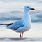 Item logo image for Seagull On Beach