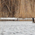 American Wigeon