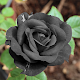 Download Black Rose HD Wallpaper For PC Windows and Mac 1.0