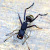 Ant mimicking jumping spider