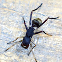 Ant mimicking jumping spider