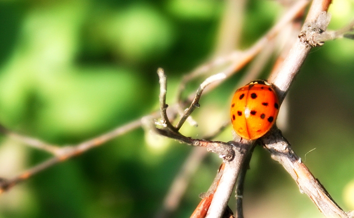 La coccinella e i suoi puntini neri.... di alizee186