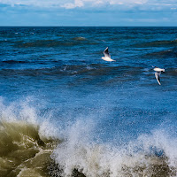 L'onda e i gabbiani di renzodid