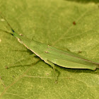 Green pyrgomorph grasshopper