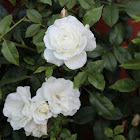 Rosa blanca