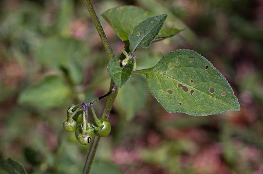 Solanum nigrum