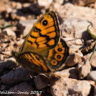 Speckled Wood