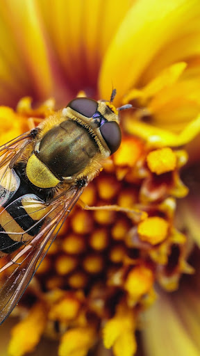 Bee HD Wallpaper
