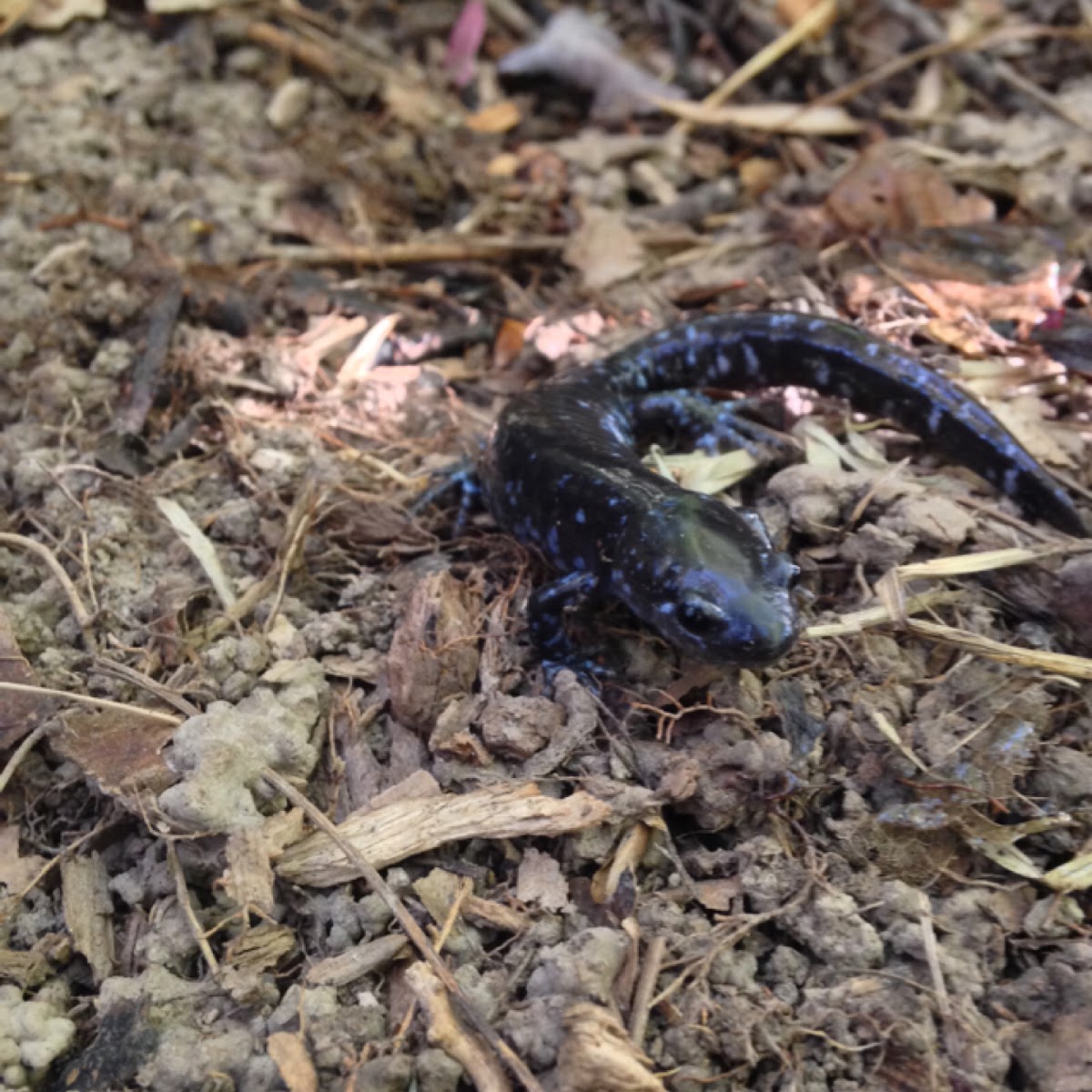 Blue-spotted Salamander