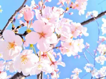 願いが叶う桜の木