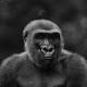 Gorilla New Tab & Wallpapers Collection