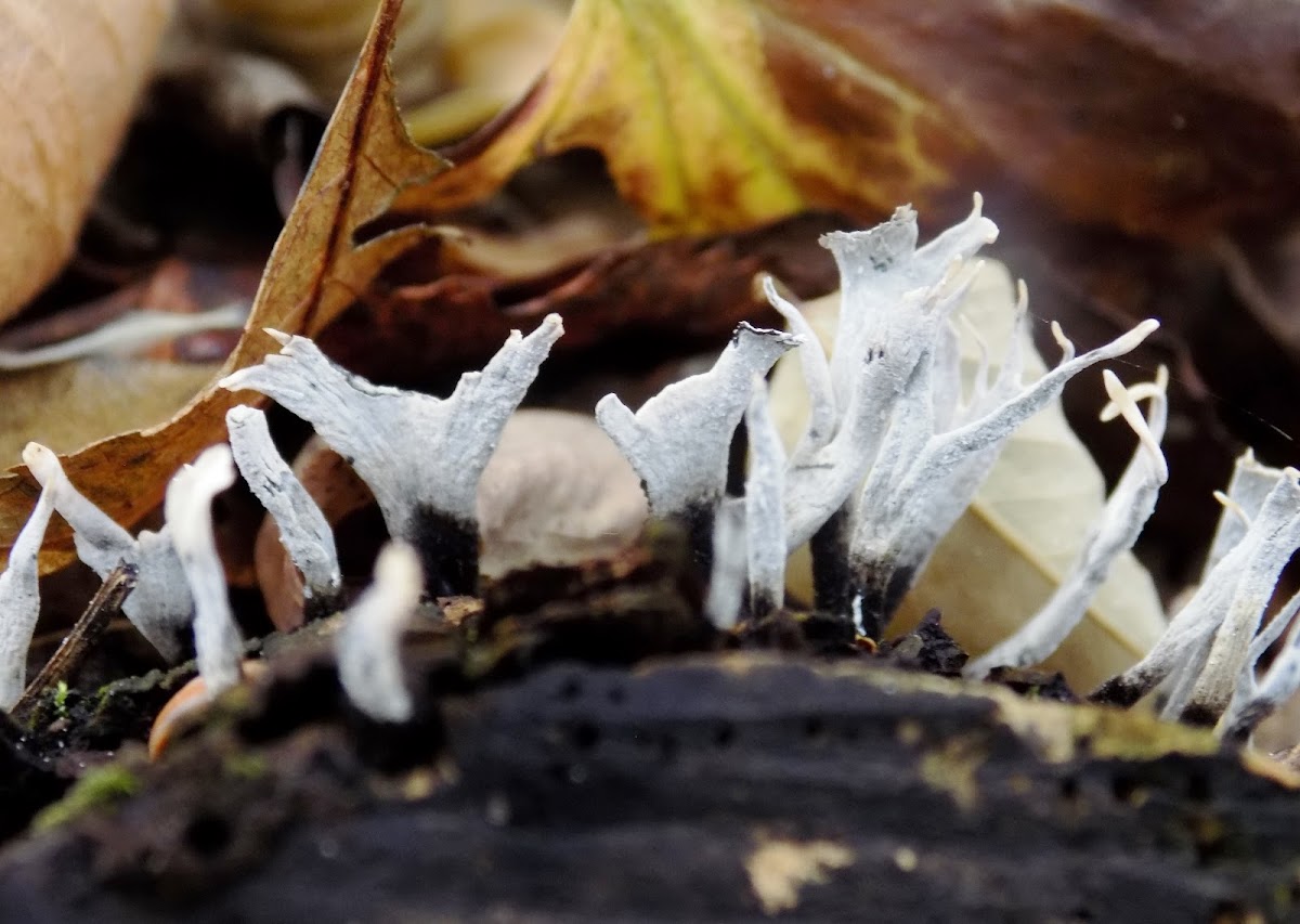 Candlesnuff fungus