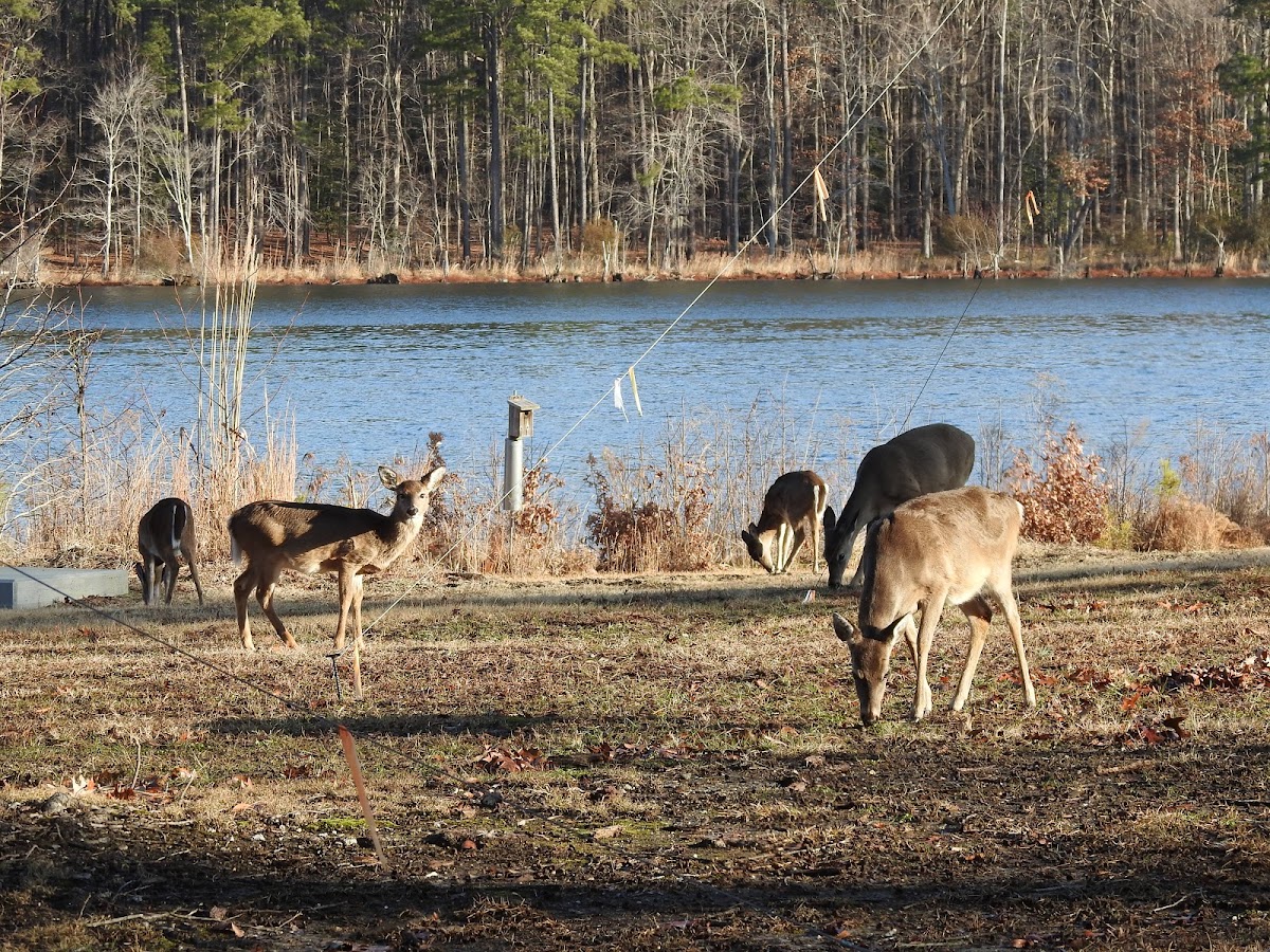 White tailed deer