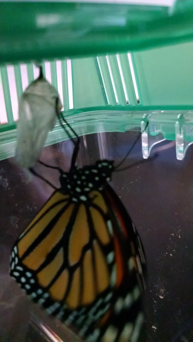 Monarch Butterfly