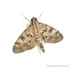 Spilomelinae Moth