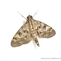 Spilomelinae Moth