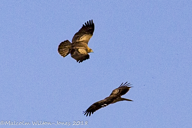 Griffon Vulture