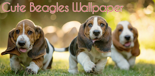 Beagle Wallpapers Aplikasi Di Google Play