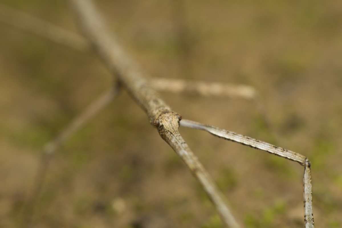 Stick Insect