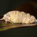 Wingless Tussock Moth ♀