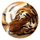 Tiger Popular Animals HD New Tabs Theme