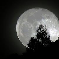 Un albero... Lunare di 