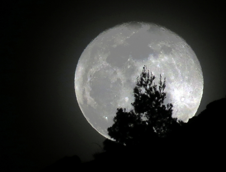 Un albero... Lunare di alfonso gagliardi