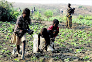 Zambia is feeling the effects of erratic weather in the region on staple crops like maize and wheat. A
      
       NGO says a more permanent solution may lie in adopting drought-resistant traditional alternatives such as millet, sorghum and cassava. 
      Photo: Louise Gubb/Getty Images