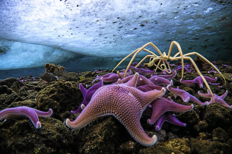 Below the ice in the Ross Sea, the pristine sea floor reflects biodiversity with its starfish and sea spiders the size of dinner plates.