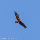 Marsh Harrier; Aguilucho Lagunero