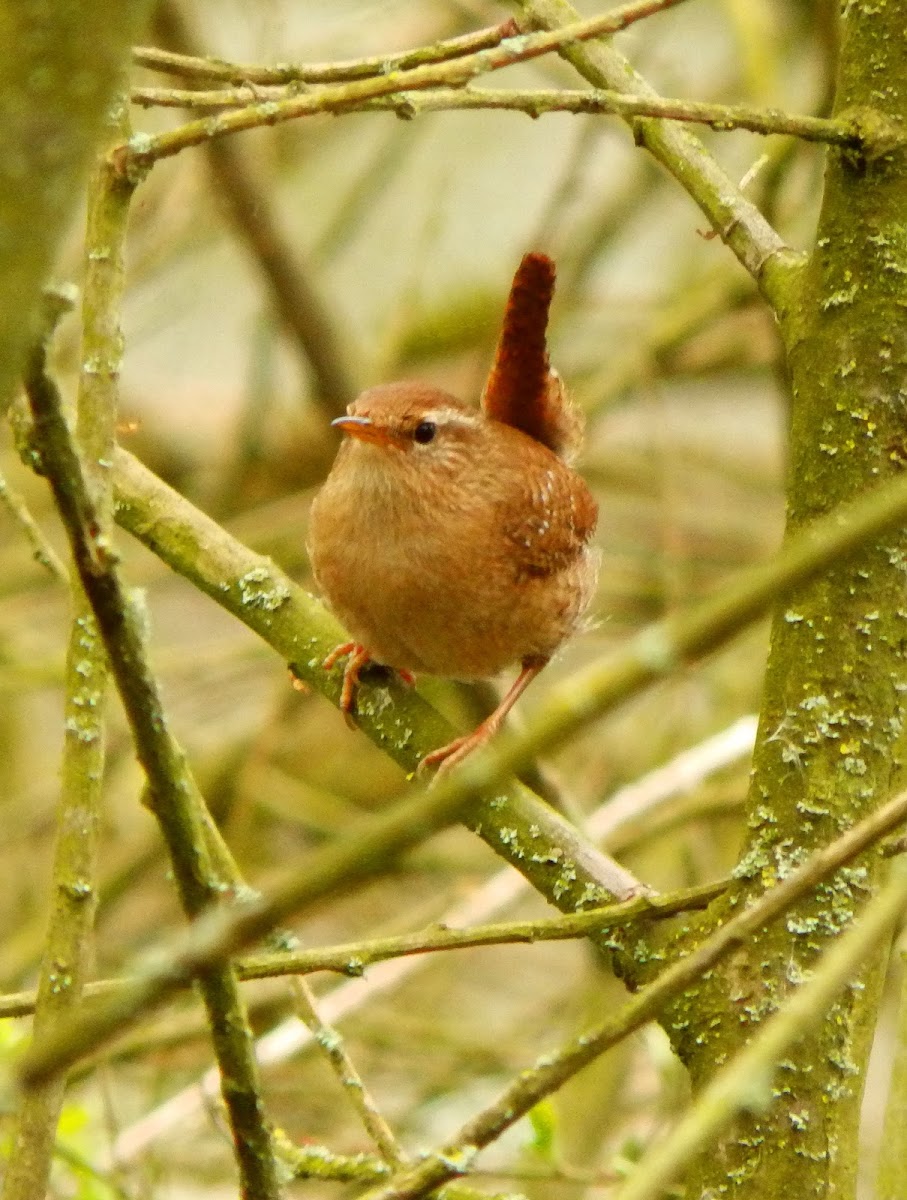 Eurasian Wren