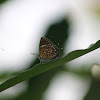 Monkey Puzzle (Male)