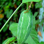 Ivy Gourd