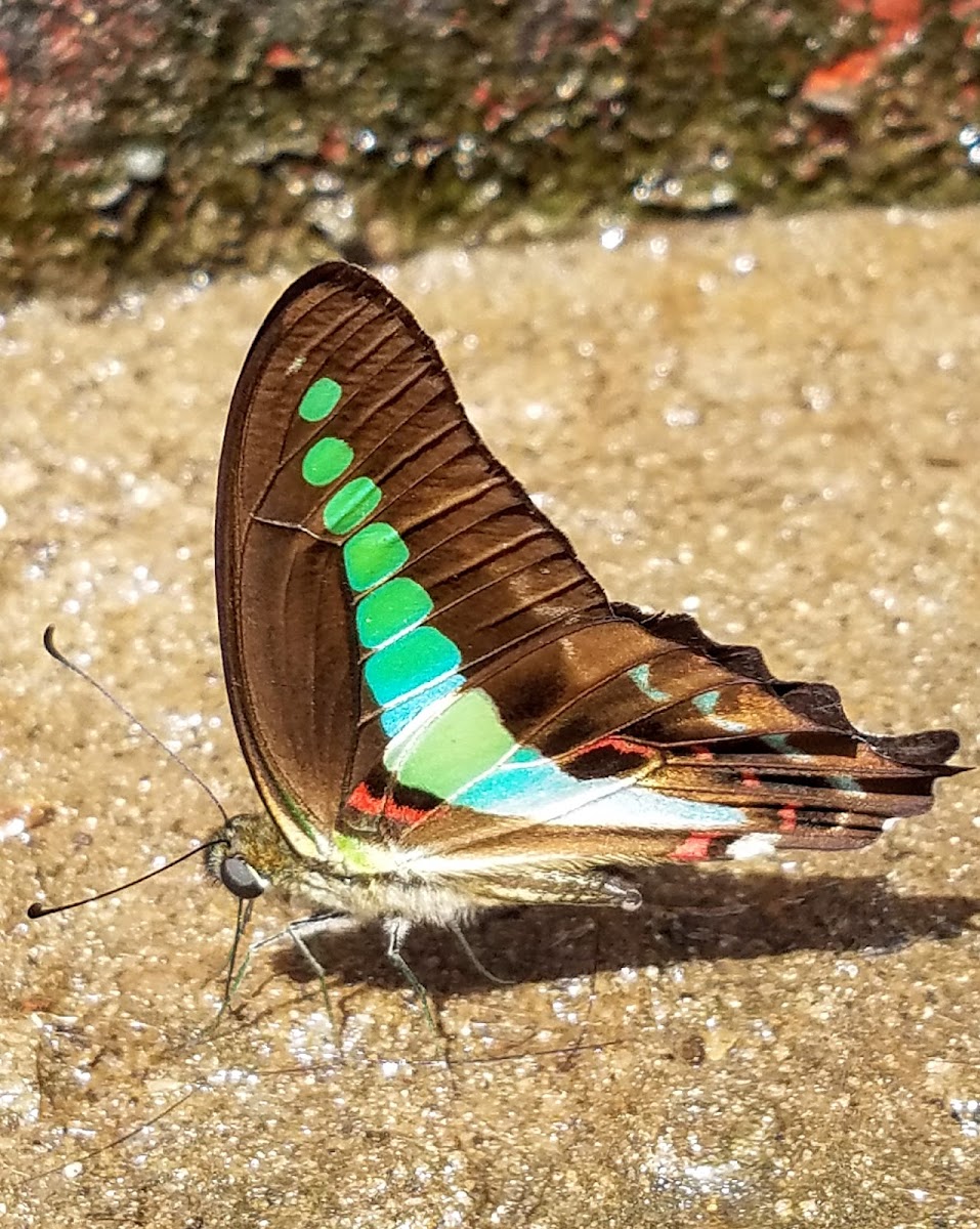 Southern/ narrow banded Blue bottle