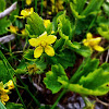 Barren Strawberry