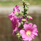 Hollyhock