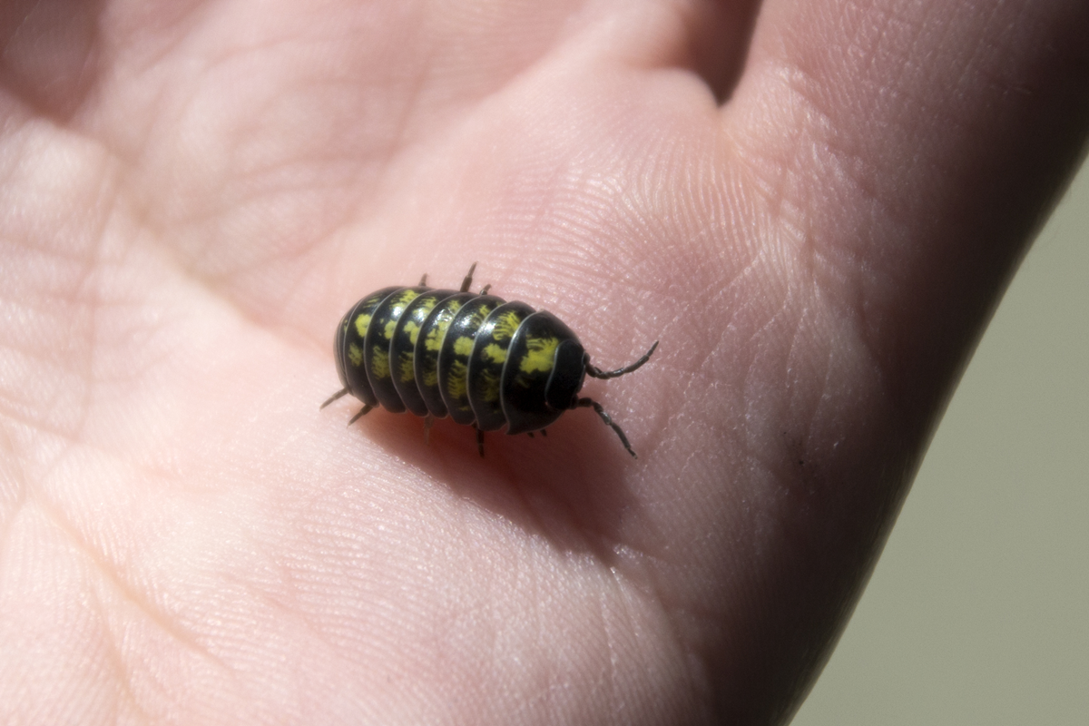 Common Pill Bug