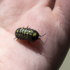 Common Pill Bug