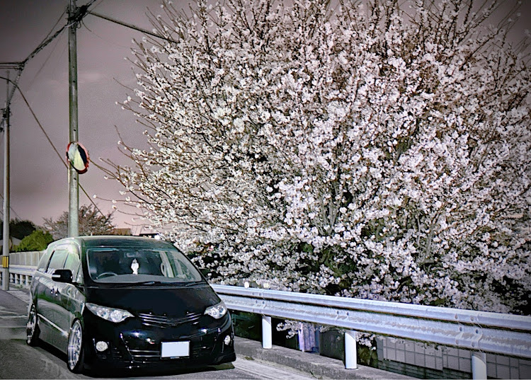 エスティマのスマホ撮影・エスティマ50・サクラと愛車・桜とコラボに関するカスタム事例の投稿画像3枚目