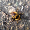 Tricolored Bumble Bee