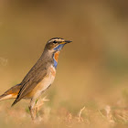 Bluethroat