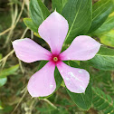 Rosy periwinkle/Sadabahar