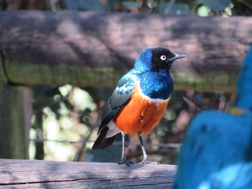 Birds in South Africa 2017