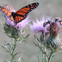 Monarch On A Thistle