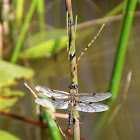 Four-spotted Chaser