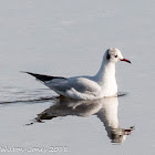 Black-headed Gull