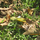 Striped Albatross Butterfly