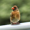 Northern cardinal (juvenile female)