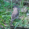 Brown-headed Cowbird (juvenile)