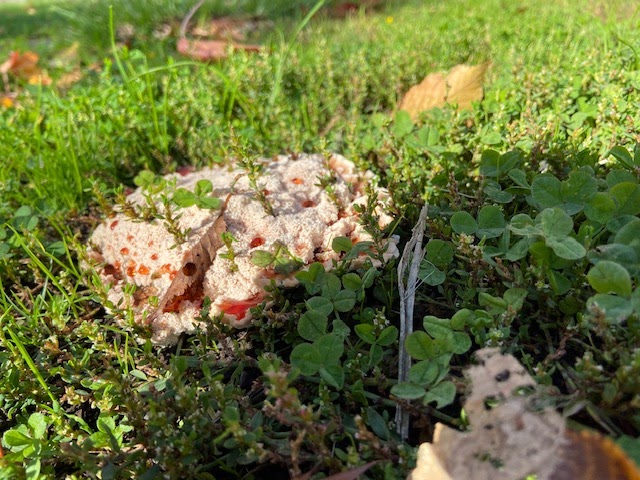 Bleeding Tooth Fungus